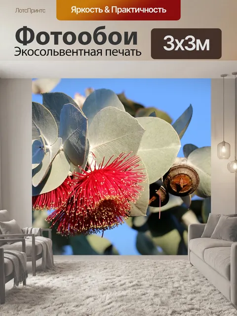 Фотообои Эвкалипт