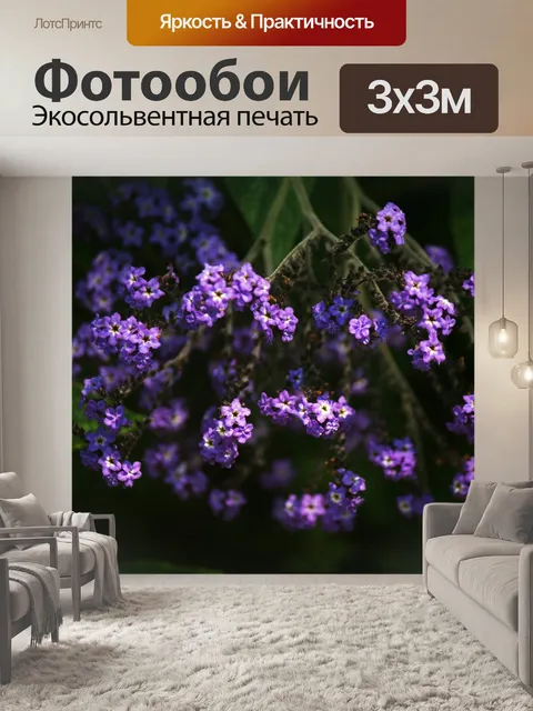 Фотообои фиолетовые гелиотропные цветы