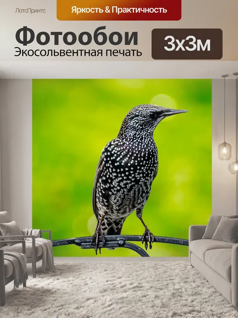 Фотообои Птица - Sturnus Vulgaris