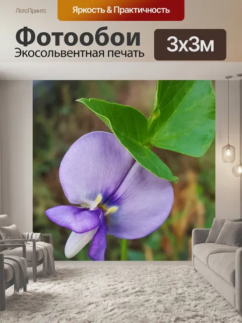 Фотообои Фиолетовый Черноглазый Горох Блум