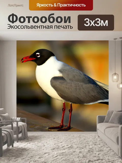 Фотообои Смеющаяся чайка