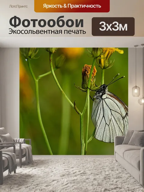 Фотообои Бабочка