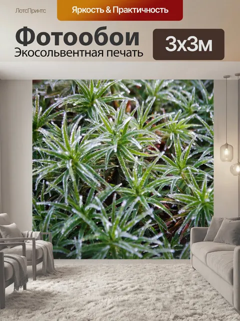 Фотообои Мох