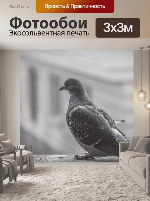 Фотообои Голубь