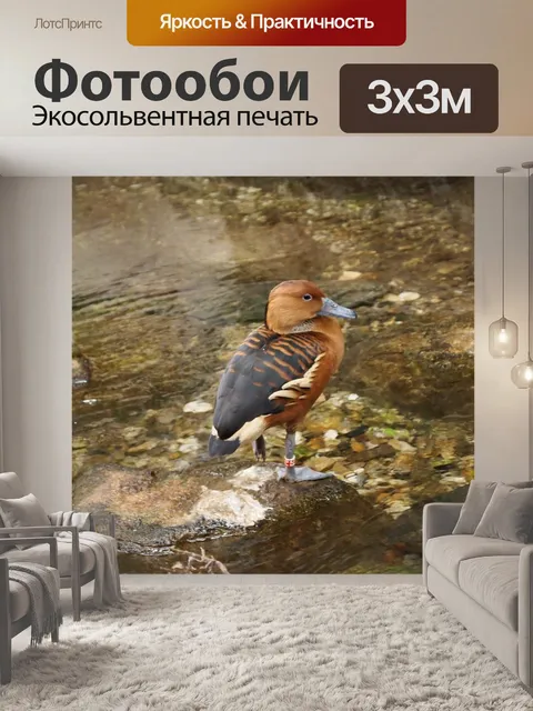 Фотообои Животные