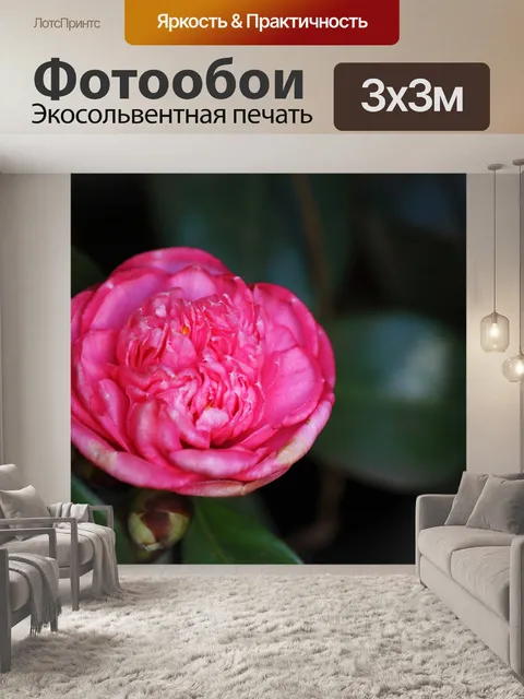 Фотообои Открытый розовый цветок японики