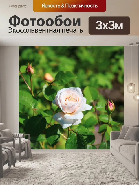 Фотообои Роза