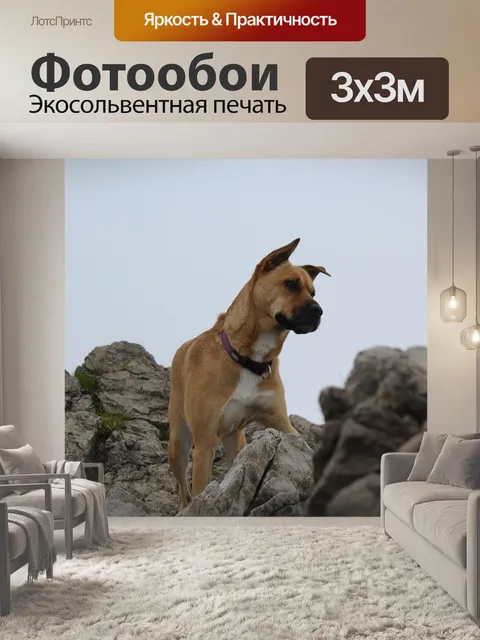 Фотообои Собака