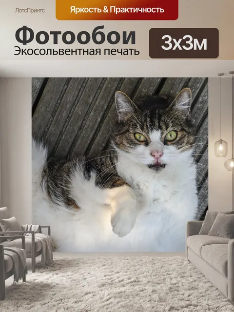 Фотообои Кошка