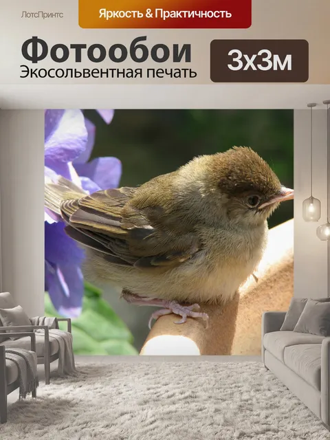 Фотообои Птица