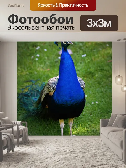 Фотообои Птица