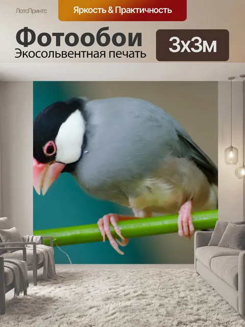 Фотообои Птица