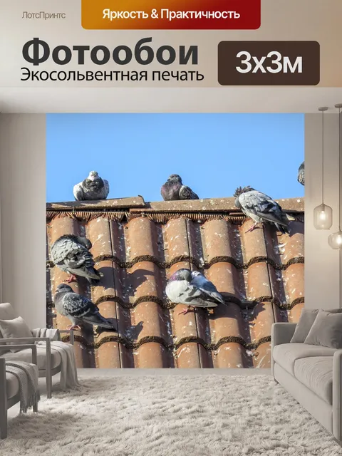 Фотообои Голубь