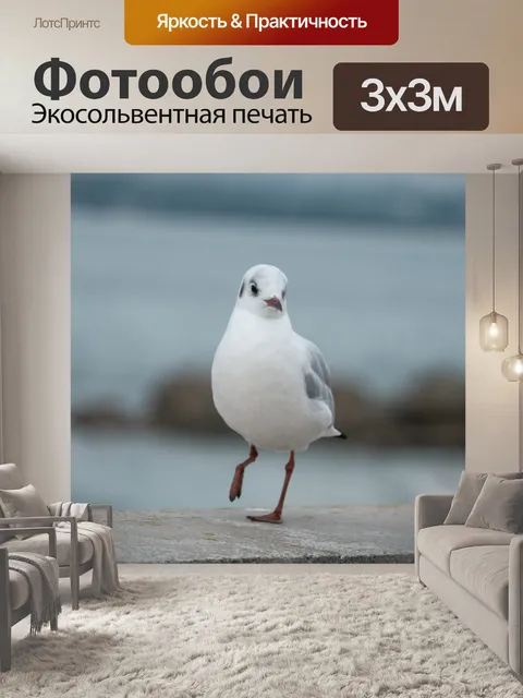 Фотообои Чайка прогулка