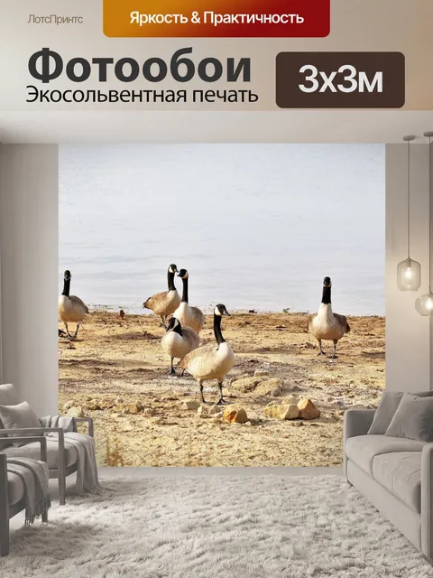 Фотообои Загадка гусей на берегу озера