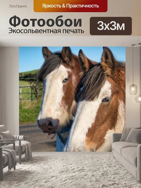 Фотообои Лошади