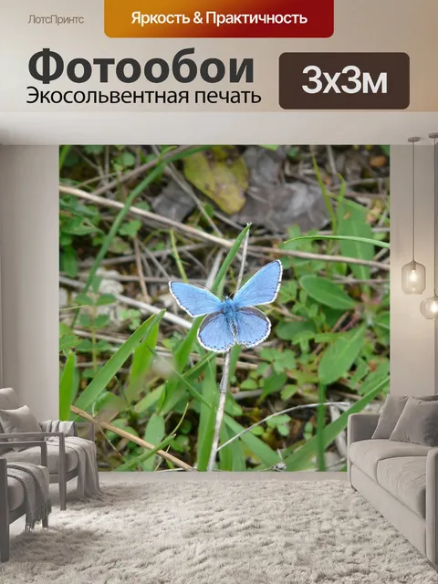 Фотообои Бабочка