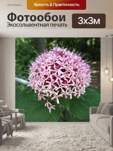 Фотообои Дикий Гортензия