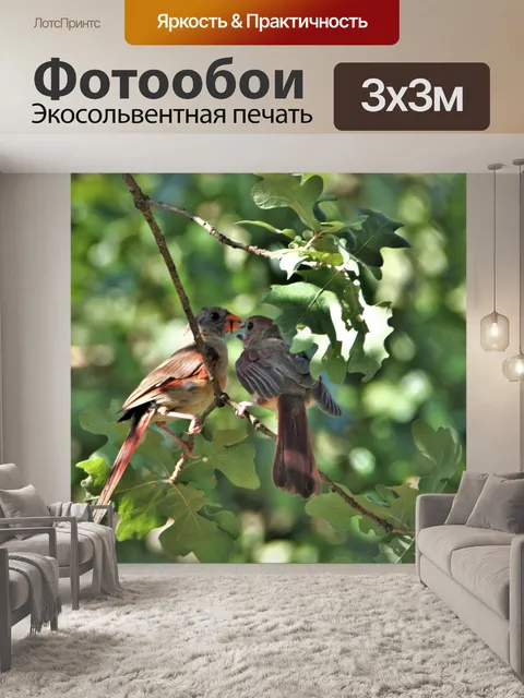 Фотообои Мать-кардинал, кормящая птенца