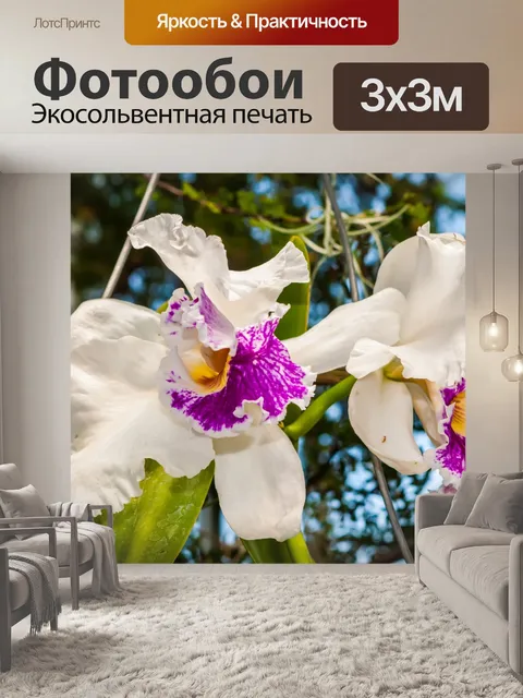Фотообои Белые орхидеи