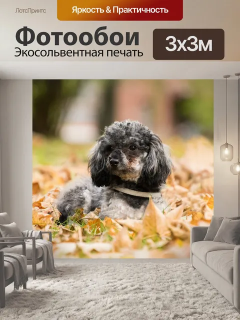 Фотообои Милый