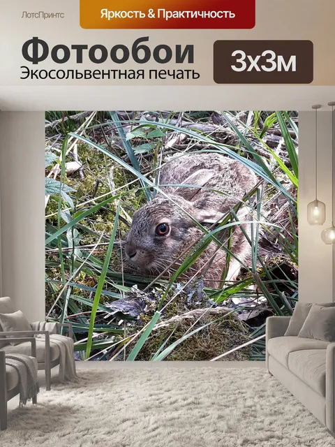 Фотообои Заяц