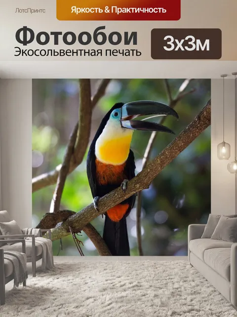 Фотообои Тукан