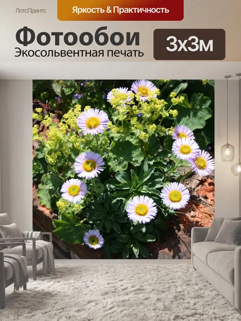 Фотообои Астра Корнер
