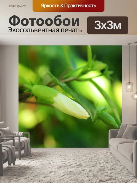 Фотообои Gumamela бутон