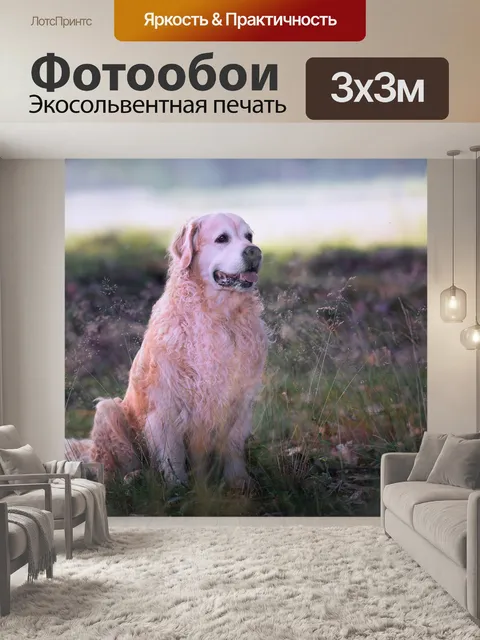 Фотообои Собака