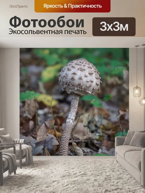 Фотообои Гриб