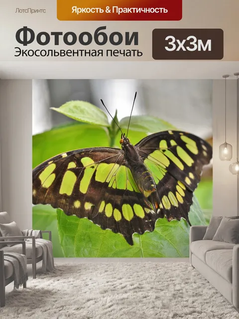Фотообои Бабочка