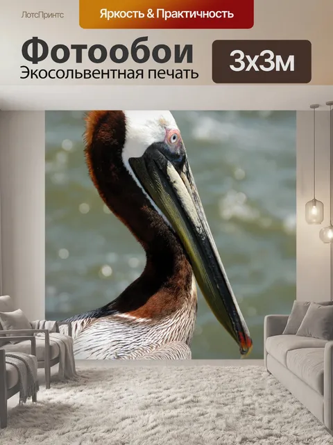 Фотообои Пеликан крупным планом