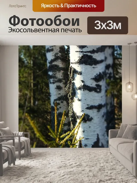 Фотообои Береза серебристая