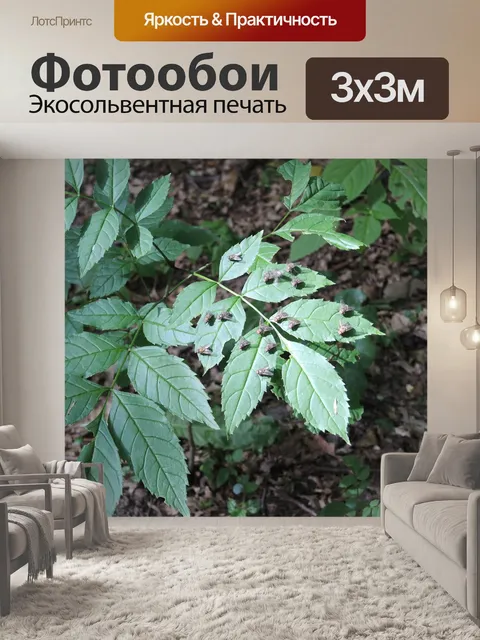 Фотообои Летающий