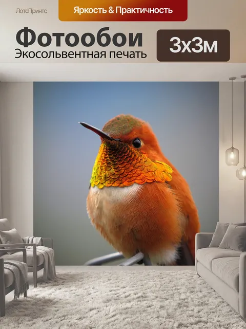 Фотообои Колибри
