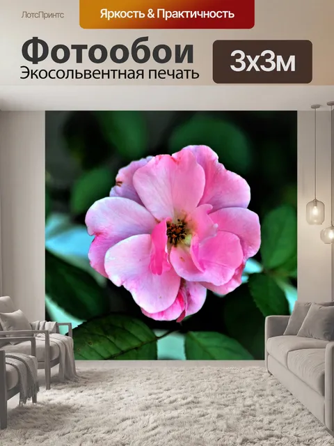Фотообои Розовая роза на белом заборе