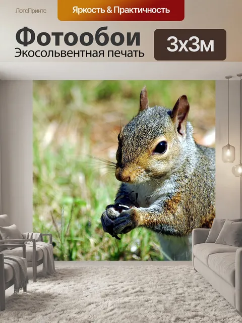 Фотообои Белка