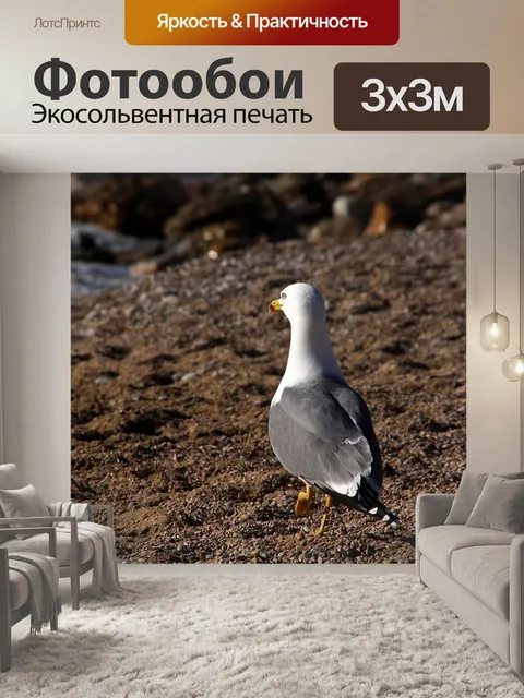 Фотообои Чайка