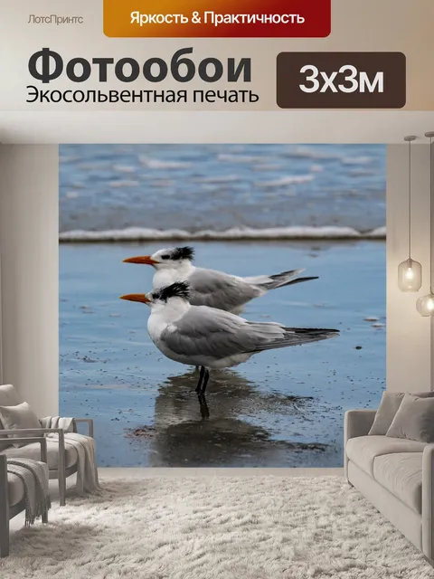 Фотообои крачки птицы