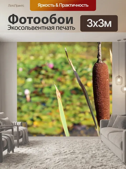 Фотообои Камыши