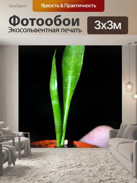 Фотообои Карта