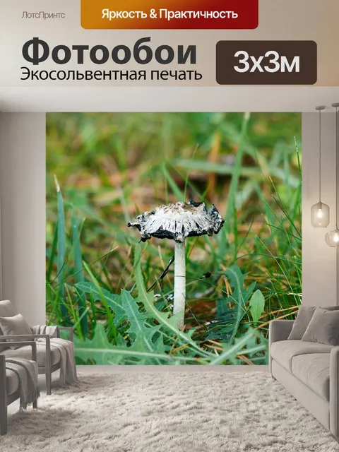 Фотообои Гриб