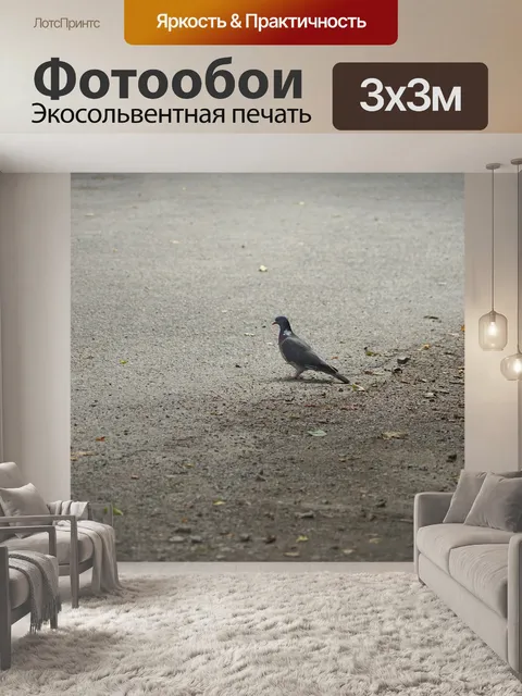 Фотообои Голубь на обочине дороги