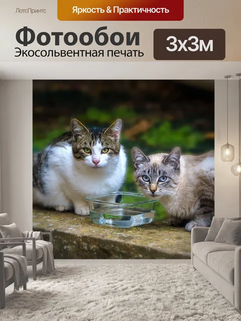 Фотообои Кошки