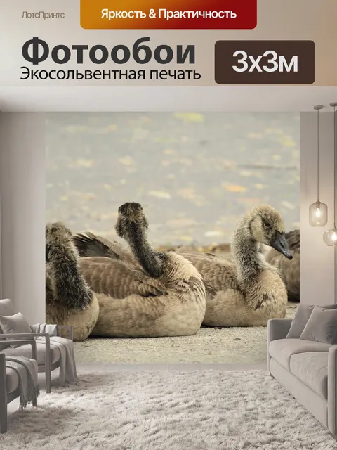 Фотообои Гуси