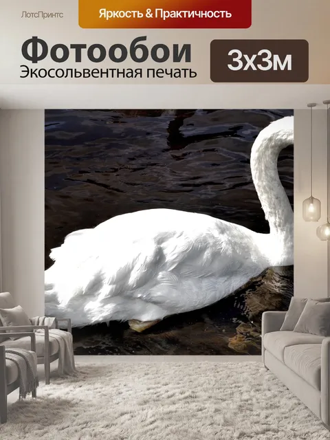 Фотообои Лебедь