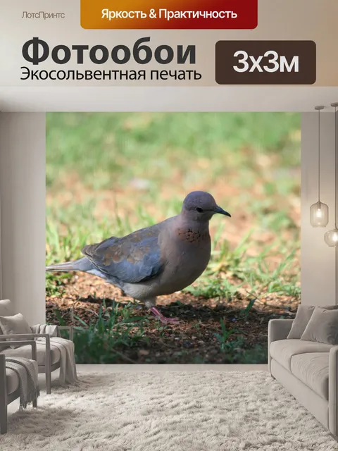 Фотообои Смех голубь в саду