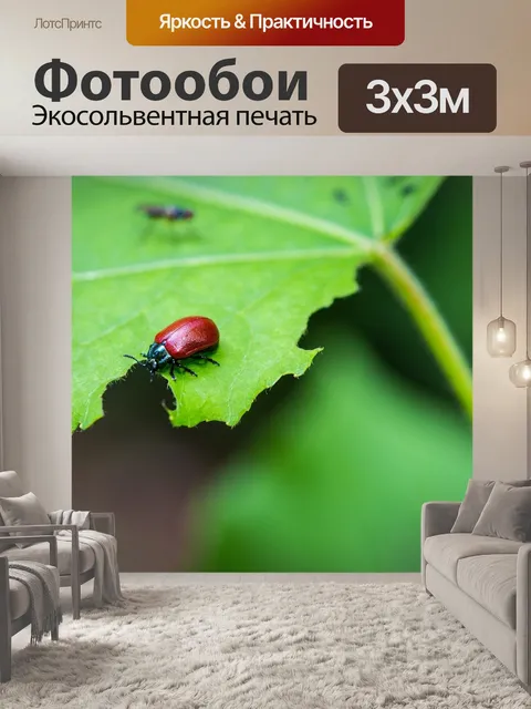 Фотообои Жук