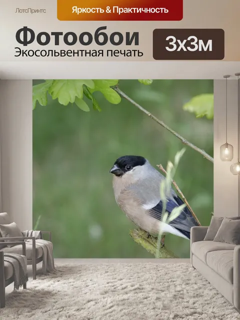 Фотообои Животное